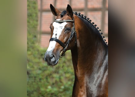 Oldenbourg, Étalon, 26 Ans, 171 cm, Bai