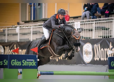 Oldenburger Springpferd, Hengst, 14 Jahre, 172 cm, Rappe