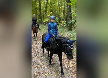 Bardigiano, Caballo castrado, 6 años, 143 cm, Negro