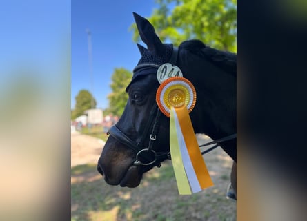 Bardigiano, Gelding, 5 years, 14 hh, Black