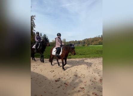 Bardigiano, Merrie, 8 Jaar, 143 cm, Zwart