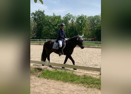 Bardigiano, Stute, 7 Jahre, 143 cm, Rappe