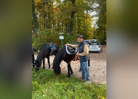 Bardigiano, Stute, 7 Jahre, 143 cm, Rappe