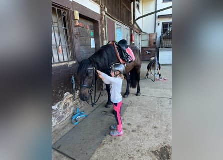 Bardigiano, Yegua, 7 años, 143 cm, Negro