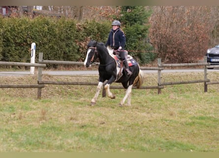 Barocco pinto, Castrone, 4 Anni, 150 cm, Pezzato