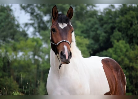 Barocco pinto, Castrone, 4 Anni, 158 cm, Pezzato