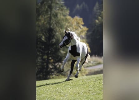 Barocco pinto, Castrone, 4 Anni, 158 cm, Pezzato