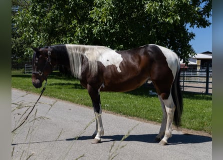 Barocco pinto, Giumenta, 2 Anni, 145 cm, Pezzato