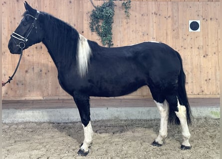 Barocco pinto, Giumenta, 3 Anni, 157 cm, Pezzato