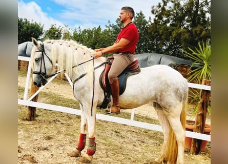 Barocco pinto, Giumenta, 4 Anni, 159 cm, Grigio