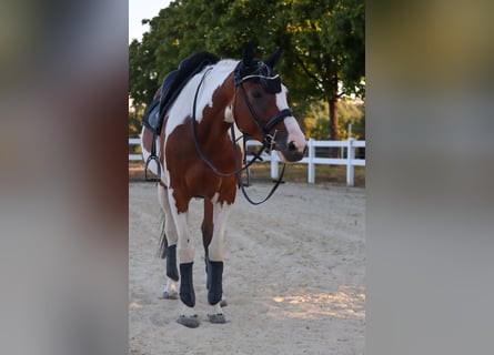 Barocco pinto, Giumenta, 6 Anni, 161 cm, Pezzato