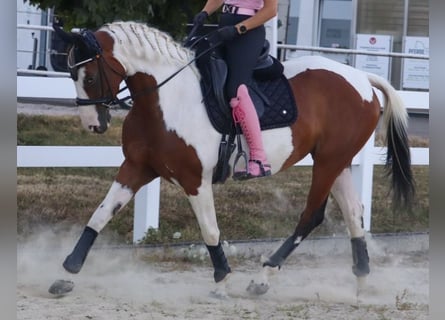 Barocco pinto, Giumenta, 6 Anni, 161 cm, Pezzato