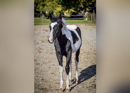 Barocco pinto, Stallone, 1 Anno, Tobiano-tutti i colori