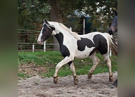 Barocco pinto, Stallone, 2 Anni, 158 cm, Pezzato