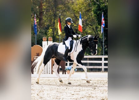 Barocco pinto, Stallone, 4 Anni, 171 cm, Pezzato