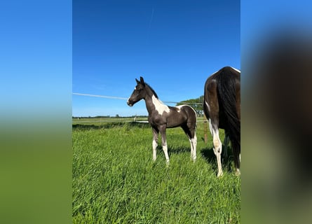 Barocco pinto Mix, Stallone, Puledri (04/2026), 165 cm, Pezzato