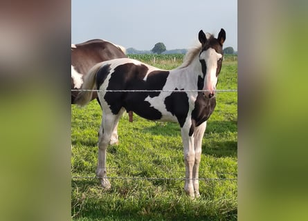 Barocco pinto, Stallone, Puledri
 (04/2024), Pezzato