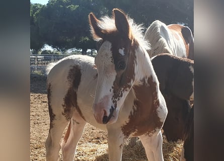 Barock Pinto, Étalon, 1 Année