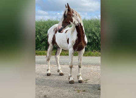 Barock Pinto, Étalon, 2 Ans, 164 cm, Sabino