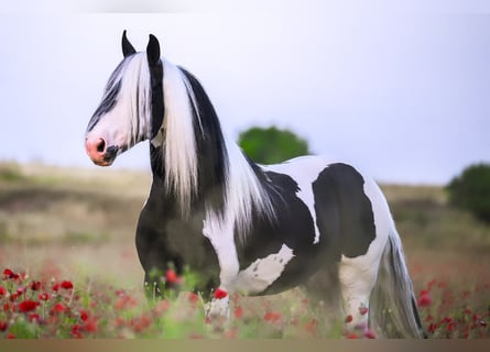 Barock Pinto, Étalon, 6 Ans, 161 cm, Tobiano-toutes couleurs
