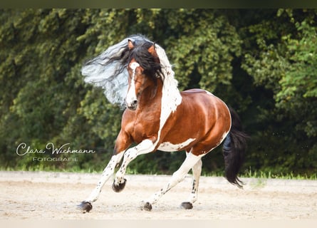 Barock Pinto, Hengst, 14 Jaar, 165 cm, Gevlekt-paard