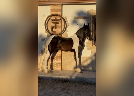 Barock Pinto, Hengst, 1 Jaar, 154 cm, Gevlekt-paard
