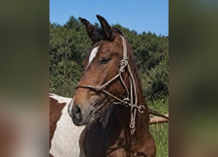 Barock Pinto, Hengst, 1 Jaar, 155 cm, Gevlekt-paard
