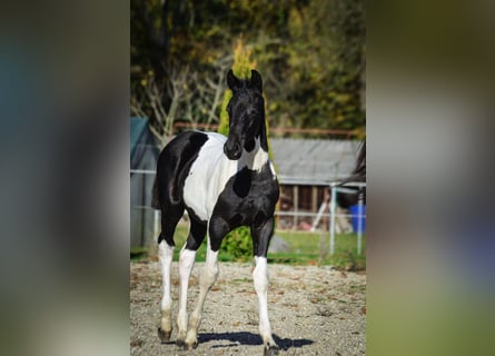 Barock Pinto, Hengst, 1 Jaar, Tobiano-alle-kleuren