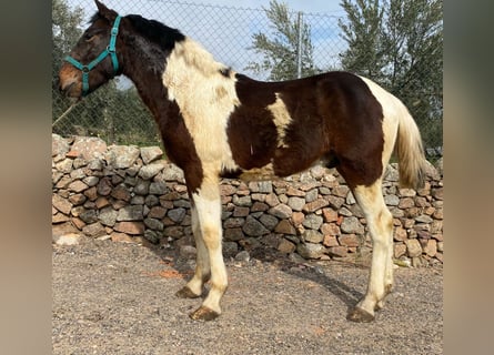 Barock Pinto Mix, Hengst, 2 Jaar, 148 cm, Gevlekt-paard
