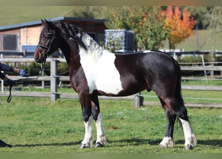Barock Pinto, Hengst, 4 Jaar, 165 cm, Gevlekt-paard