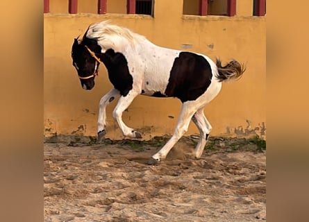 Barock Pinto, Hongre, 2 Ans, 153 cm, Pinto