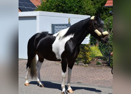 Barock Pinto Croisé, Hongre, 4 Ans, 163 cm, Pinto