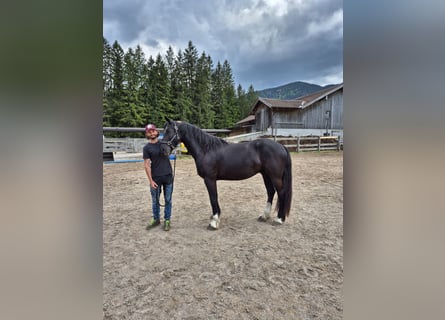 Barock Pinto, Hongre, 5 Ans, 165 cm, Noir