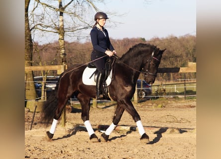 Barock Pinto, Hongre, 6 Ans, 160 cm, Noir