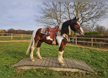 Barock Pinto, Hongre, 9 Ans, 150 cm, Pinto