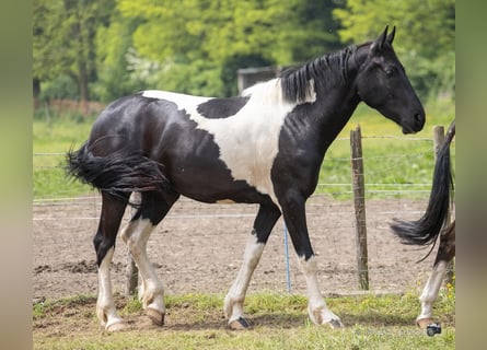 Barock Pinto, Jument, 4 Ans, 170 cm