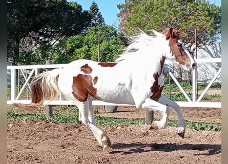 Barock Pinto, Jument, 5 Ans, 159 cm, Pinto