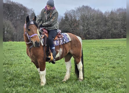 Barock Pinto Croisé, Jument, 6 Ans, 142 cm, Pinto