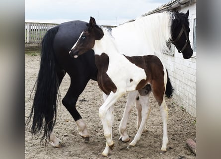 Barock Pinto, Jument, 6 Ans, 166 cm, Pinto