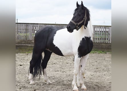 Barock Pinto, Jument, 7 Ans, 166 cm, Pinto