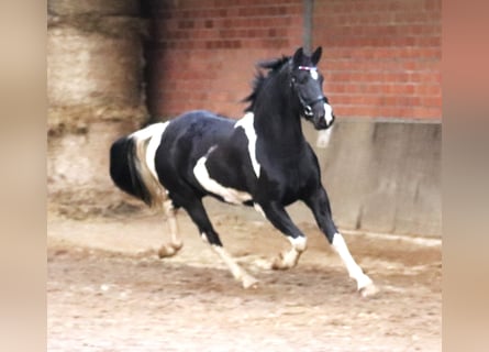 Barock Pinto, Merrie, 2 Jaar, 164 cm, Gevlekt-paard