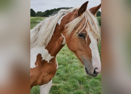 Barock Pinto, Merrie, 3 Jaar, 160 cm, Gevlekt-paard