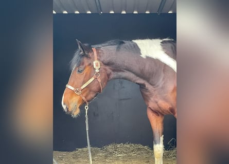 Barock Pinto, Merrie, 3 Jaar, 163 cm, Gevlekt-paard