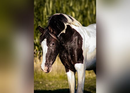 Barock Pinto Mix, Merrie, 4 Jaar, 155 cm, Appaloosa