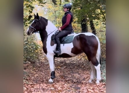 Barock Pinto, Merrie, 4 Jaar, 166 cm, Gevlekt-paard