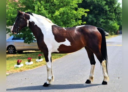 Barock Pinto, Merrie, 5 Jaar, 158 cm, Gevlekt-paard