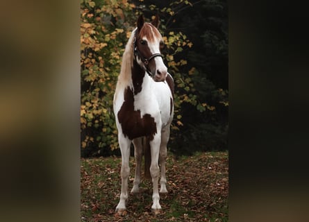 Barock Pinto, Merrie, 5 Jaar, 158 cm, Gevlekt-paard