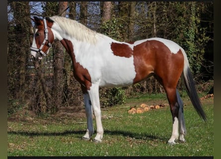 Barock Pinto, Merrie, 6 Jaar, 161 cm, Gevlekt-paard
