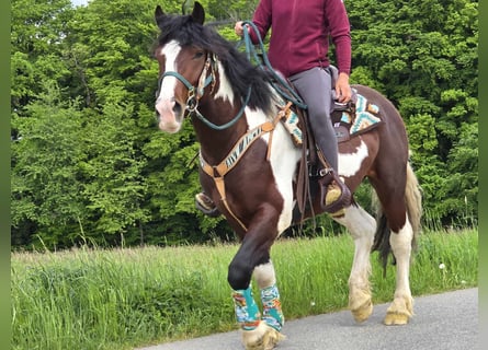 Barock Pinto, Ruin, 3 Jaar, 152 cm, Gevlekt-paard