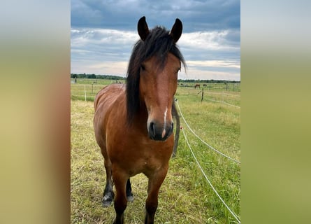 Barock Pinto Mix, Ruin, 6 Jaar, 163 cm, Lichtbruin